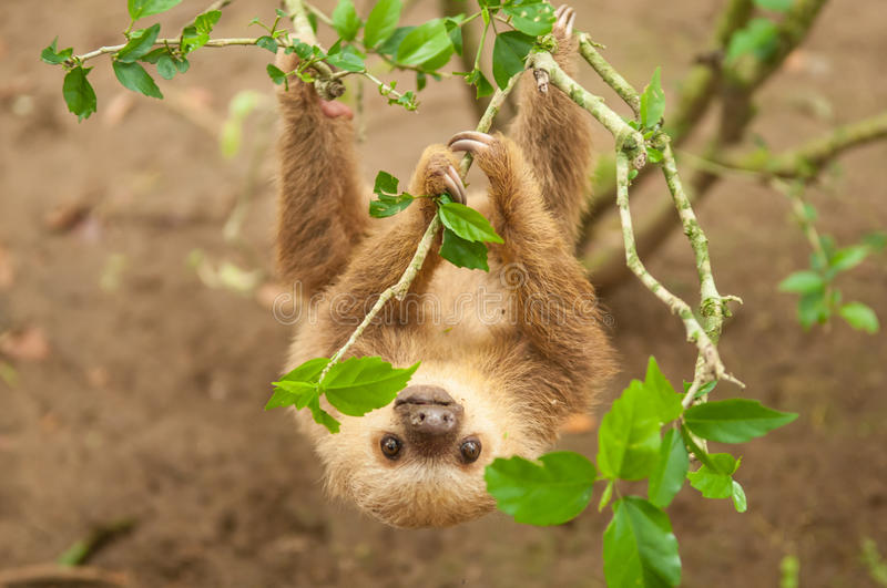 Sloth Mph Turbo Sloths: Breaking the Speed Limit at 0.1 mph! – Creative Education ...